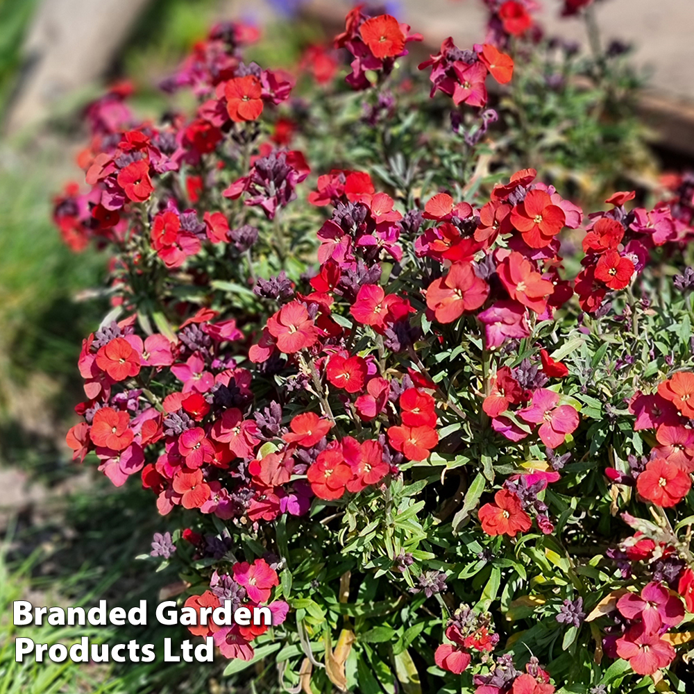 Erysimum Vibe Red' | Dobies