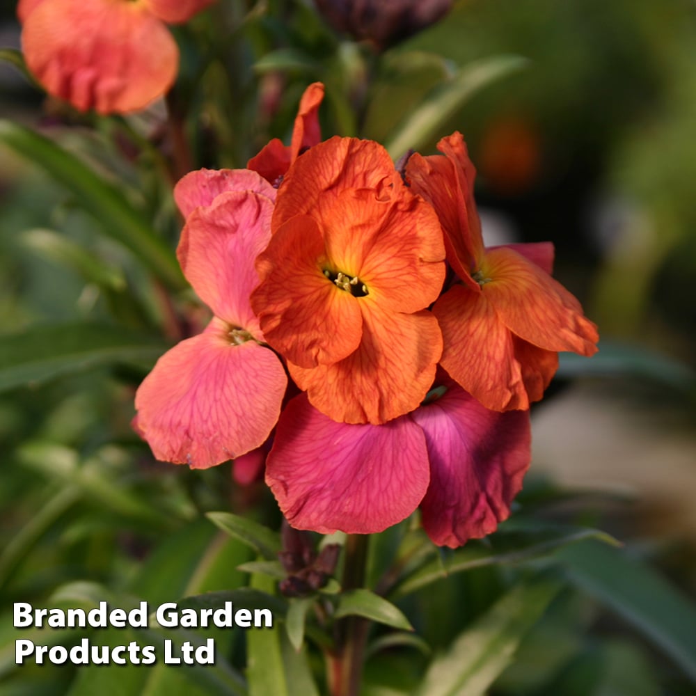 Erysimum 'Winter Orchid' image