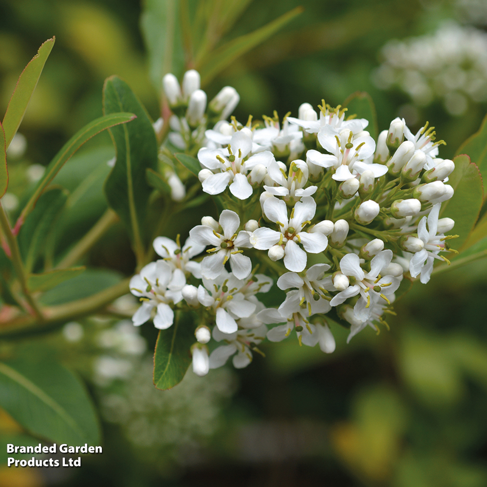Escallonia 'Iveyi' image