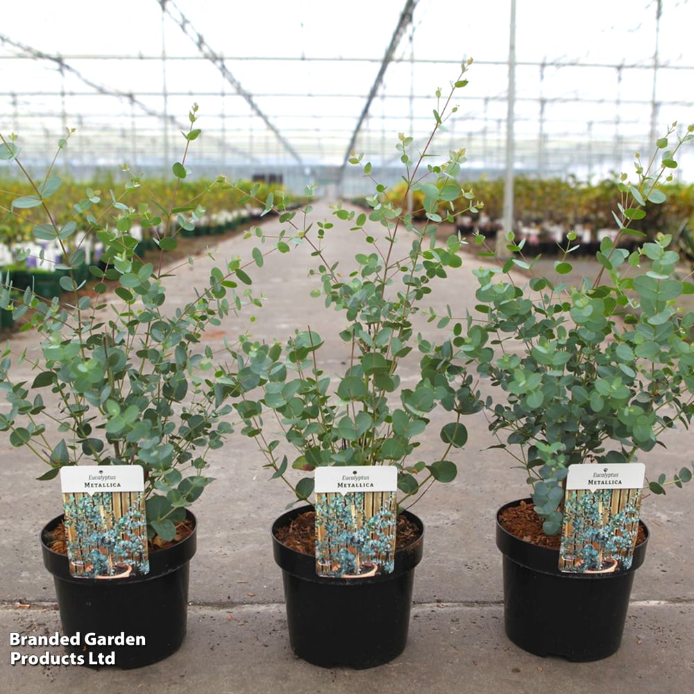Eucalyptus 'Metallica' image