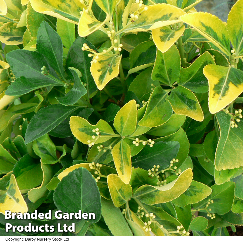 Euonymus japonicus 'Ovatus Aureus' at Dobies