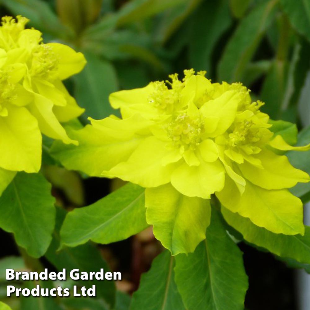 Euphorbia Polychroma image