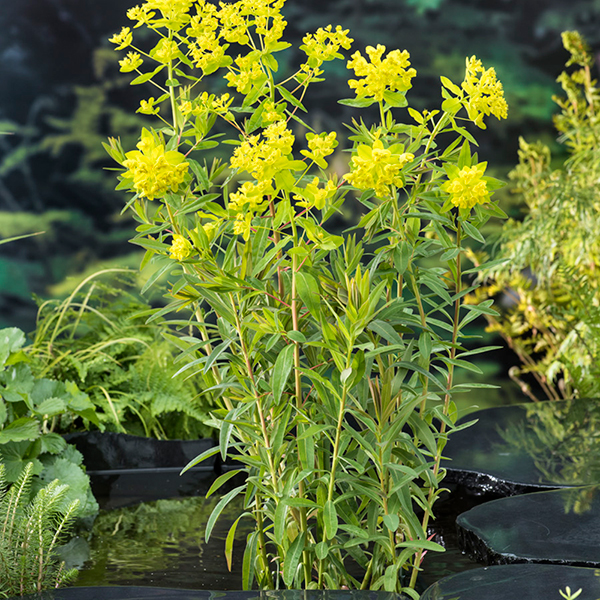Euphorbia palustris (Marginal Aquatic) image