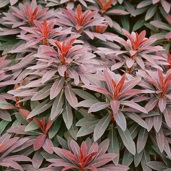 Euphorbia martinii 'Walberton's Ruby Glow' image