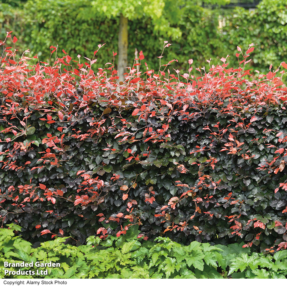 Copper Beech (Hedging) image