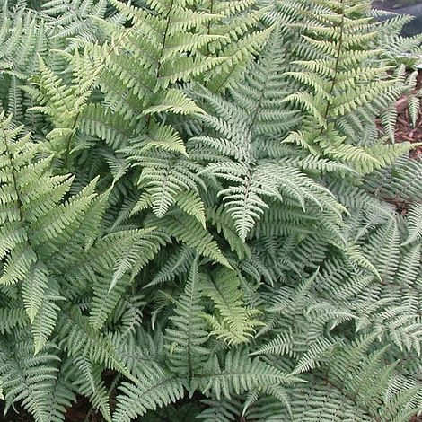 Fern 'Ghost' image