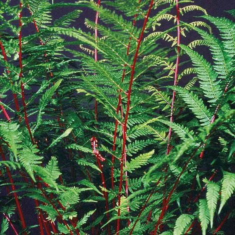 Fern 'Fantastic Lady In Red' image