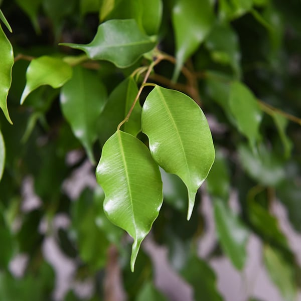 Ficus benjamina 'Exotica' image