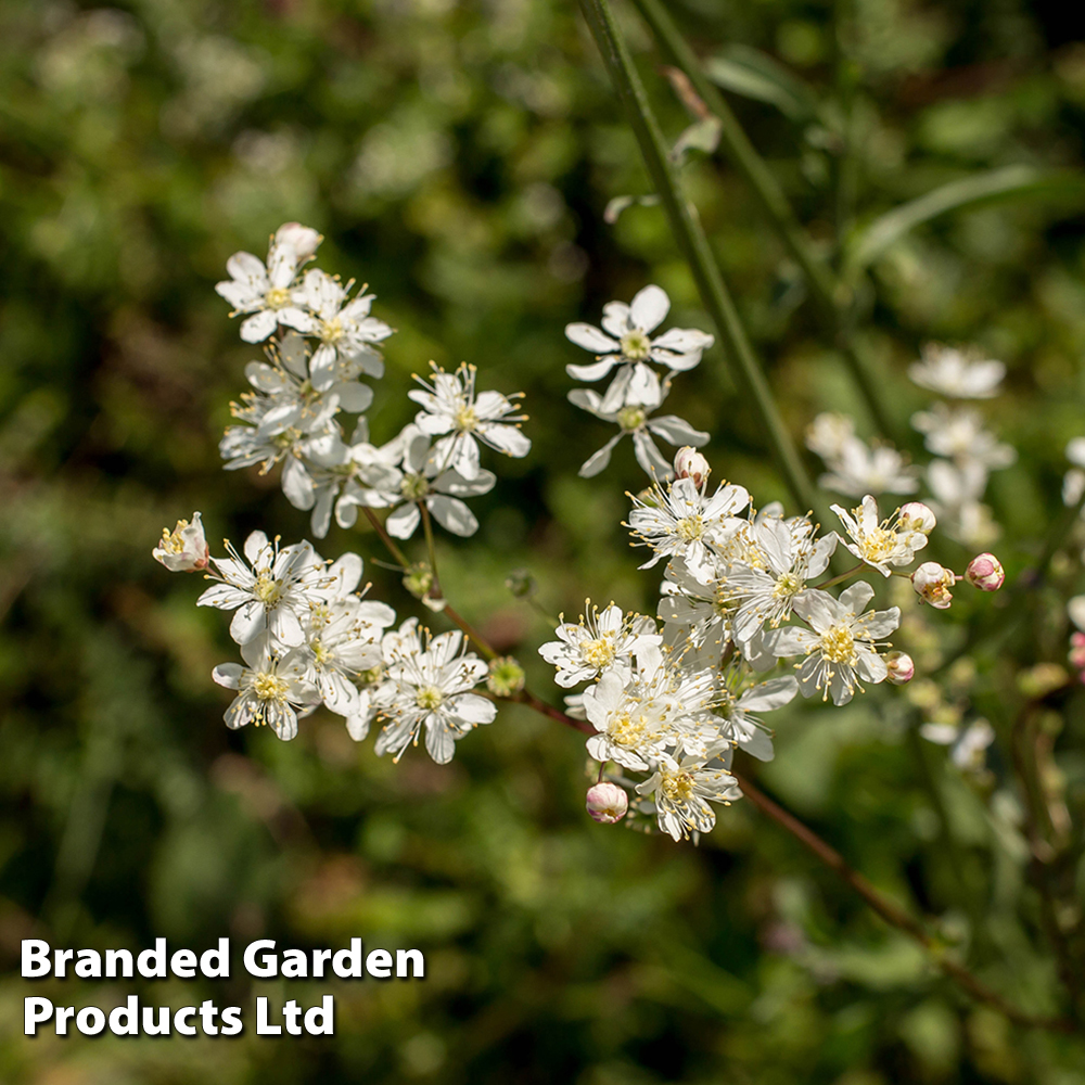 Filipendula hexapetala image