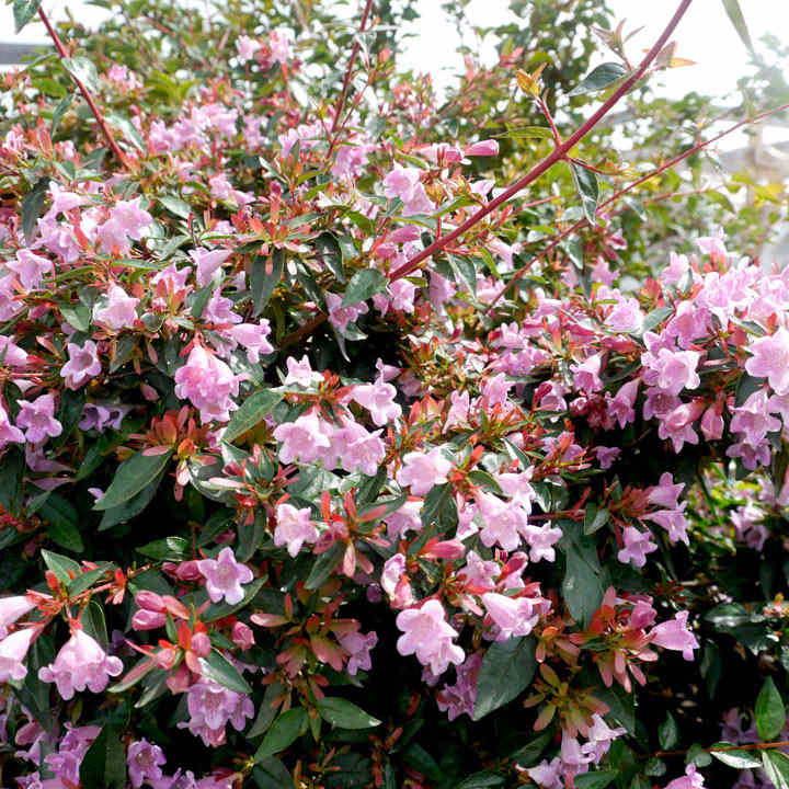 Abelia 'Edward Goucher' image