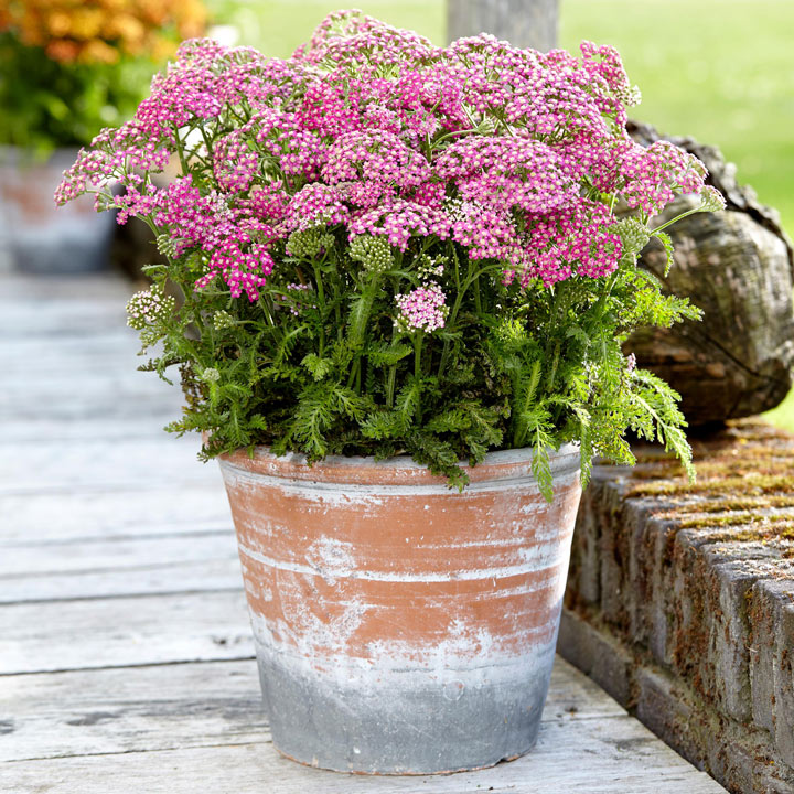 Achillea Milly Rock Rose image