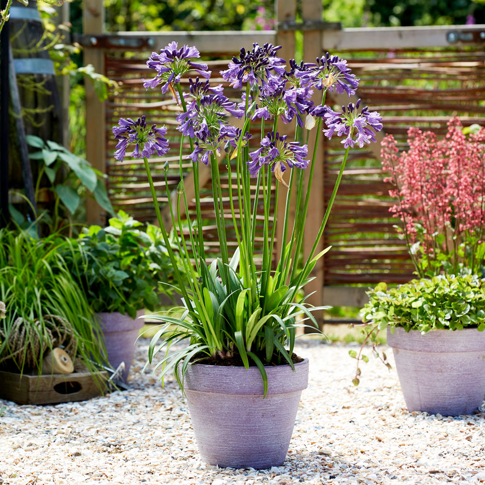 Image of Agapanthus companion plant for clematis in pots