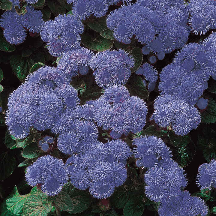 Ageratum Seeds - Blue Mink image