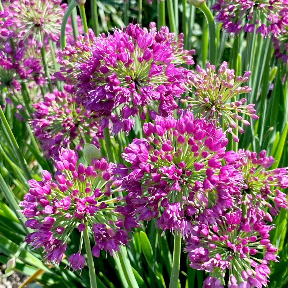 Allium 'Lavender Bubbles' image
