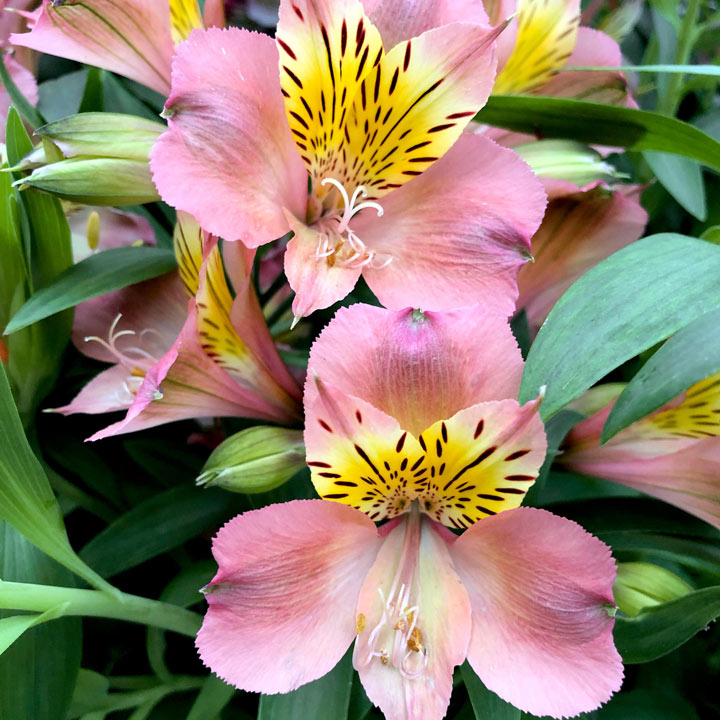 Alstroemeria 'Summer Break' image