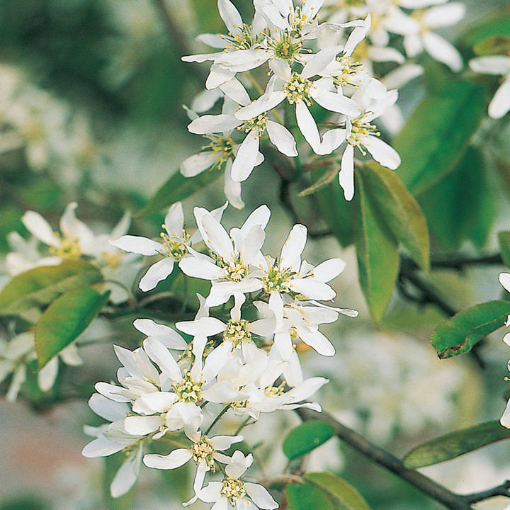 Amelanchier alnifolia 'Obelisk' image