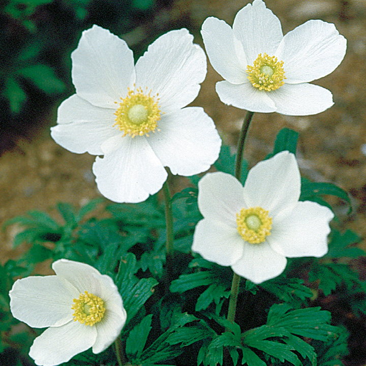 Anemone Sylvestris image