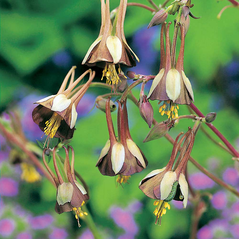 Aquilegia - Chocolate Soldier image