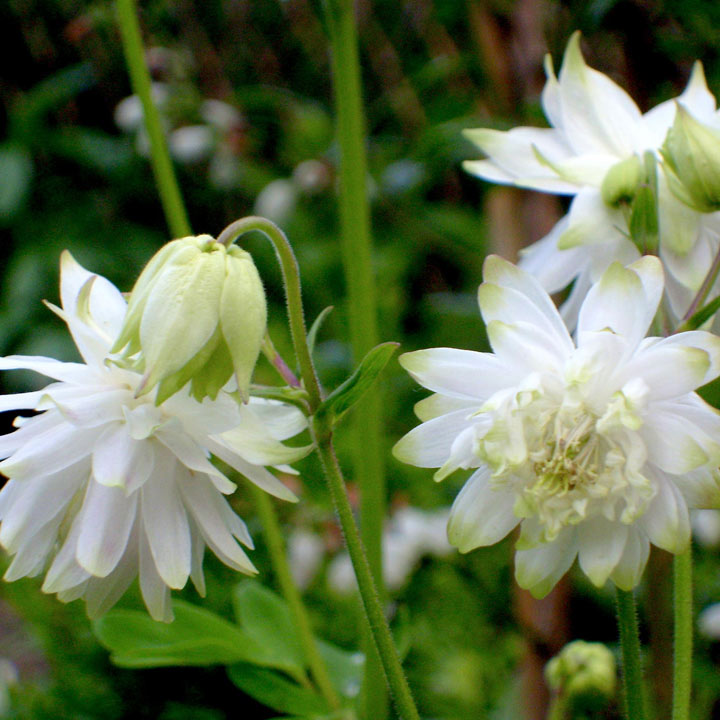 Aquilegia - Lime Sorbet image