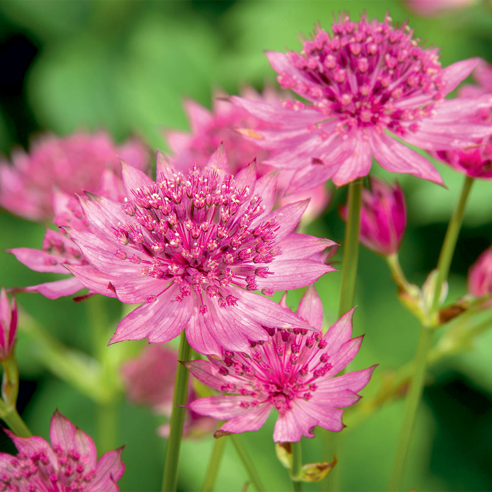 Astrantia major 'Roma' image