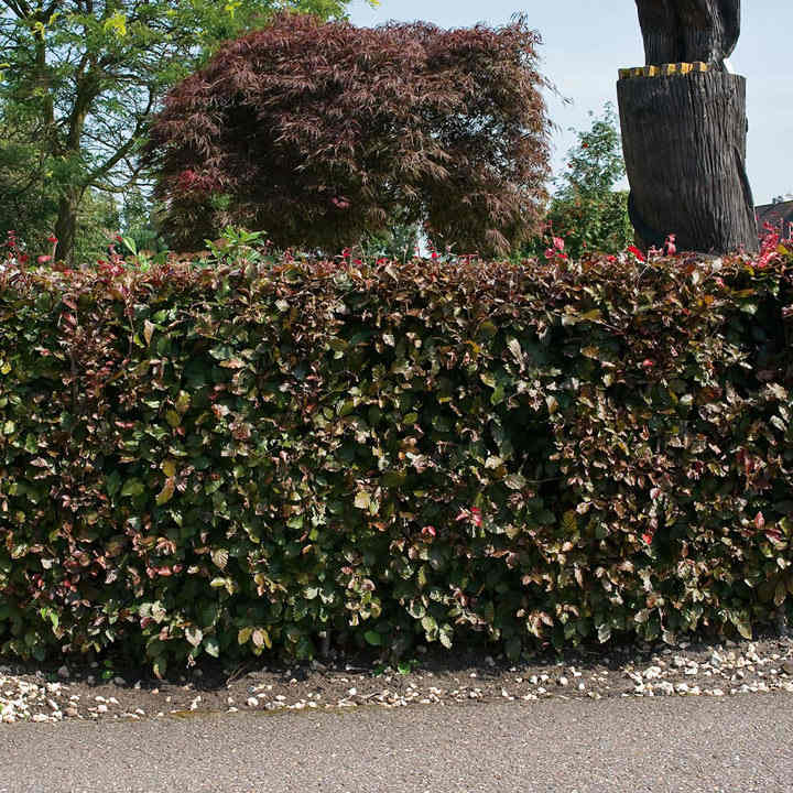 Copper Beech (Hedging) image