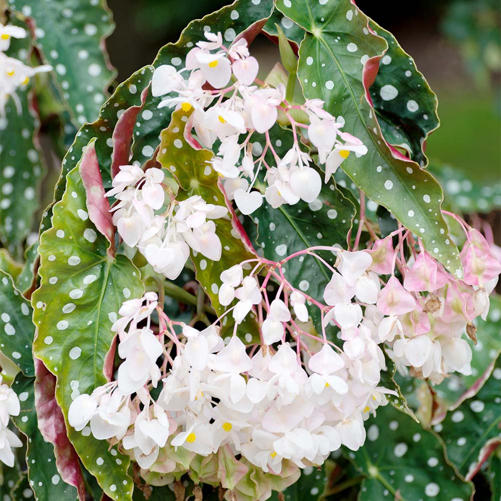 Begonia maculata 'Wightii' image