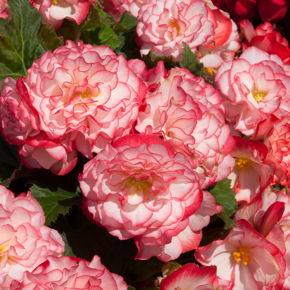 Begonia 'Nonstop Rose Petticoat' image