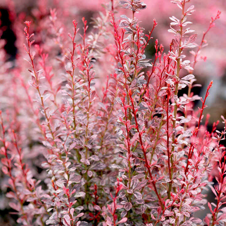 Berberis thunbergii f. atropurpurea 'Rosy Rocket' image