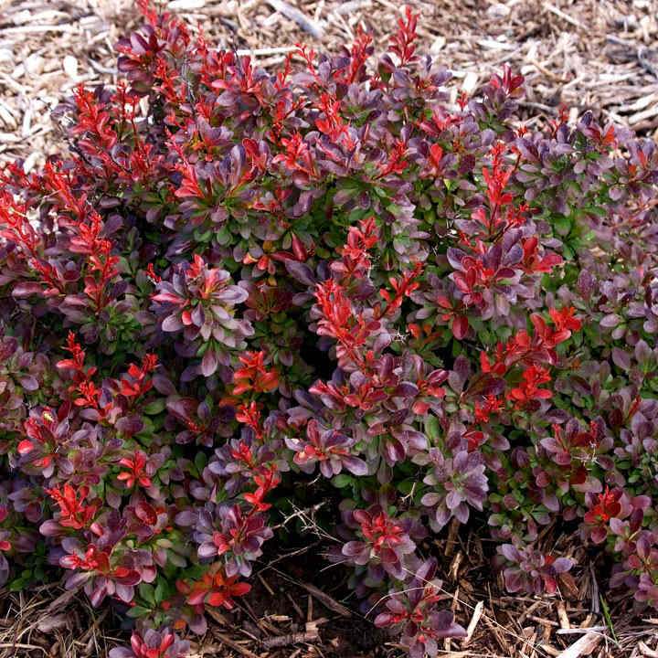 Berberis thunbergii 'Cabernet' image