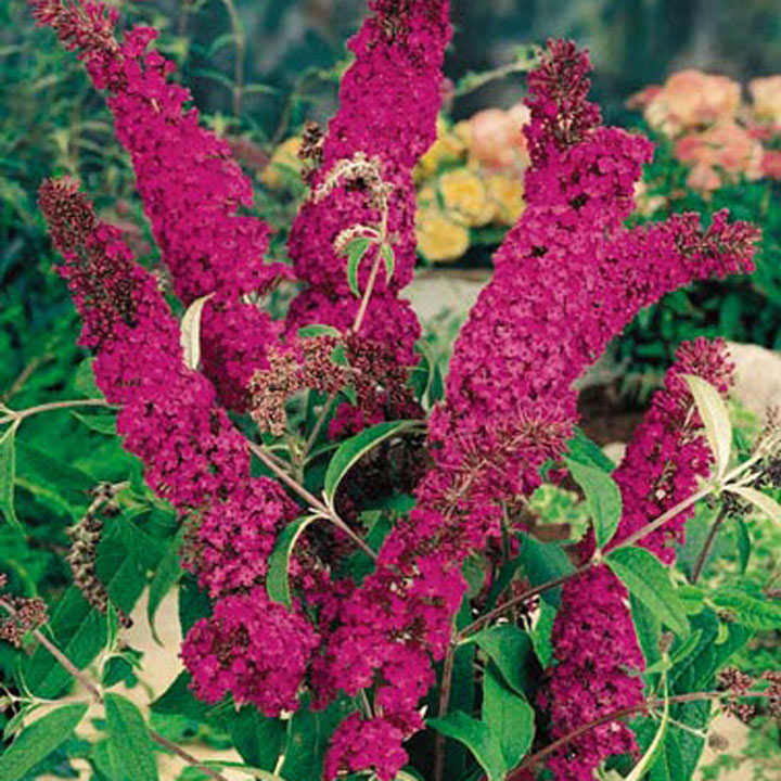 Buddleja davidii 'Royal Red' image