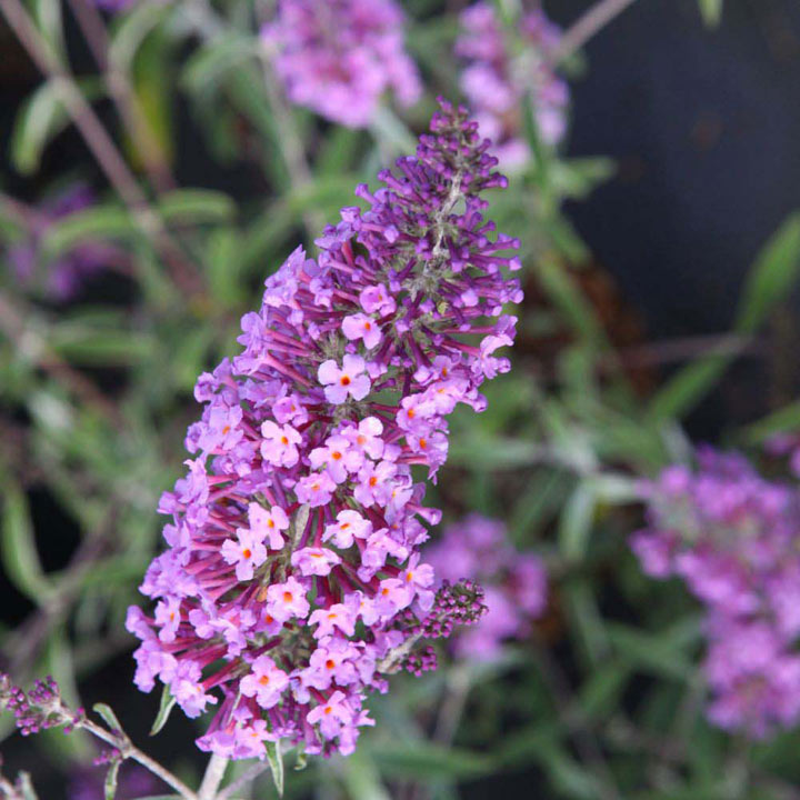 Buddleja davidii 'Sophie®' image