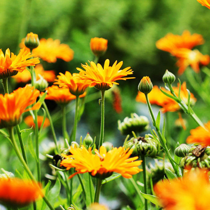 Calendula (Organic) officinalis Seeds image