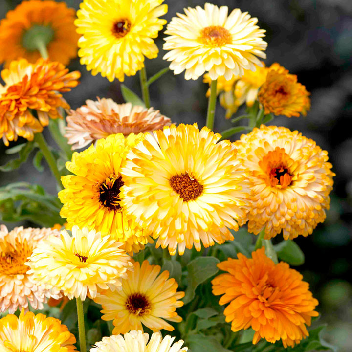 Calendula Seeds - Playtime Mixed F1 image