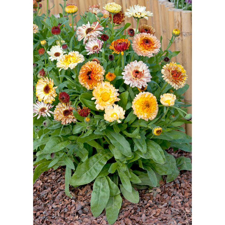 Calendula (Pot Marigold) - Victory Seeds® – Victory Seed Company