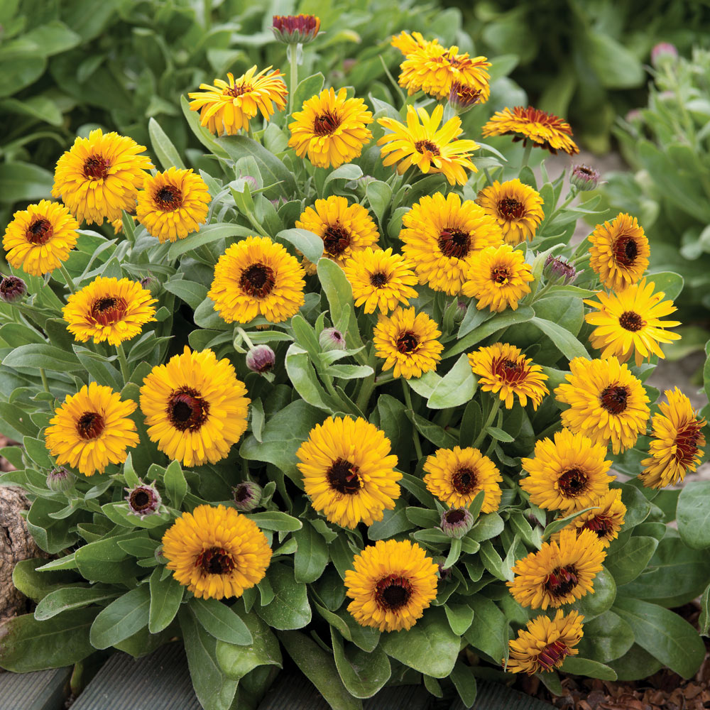 Calendula Seeds - Bulls Eye image