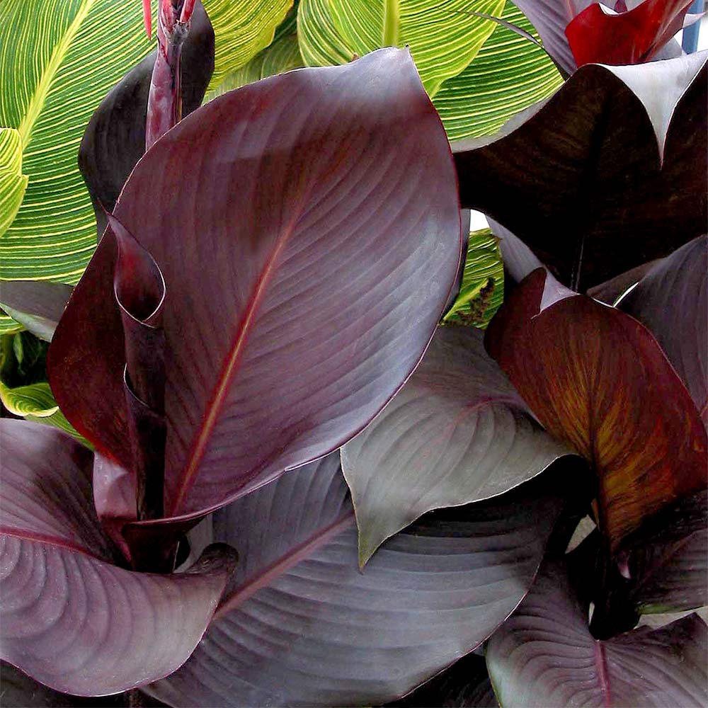 Canna 'Tropicanna Black' image