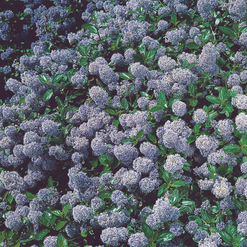 Ceanothus thyrsiflorus var. repens image