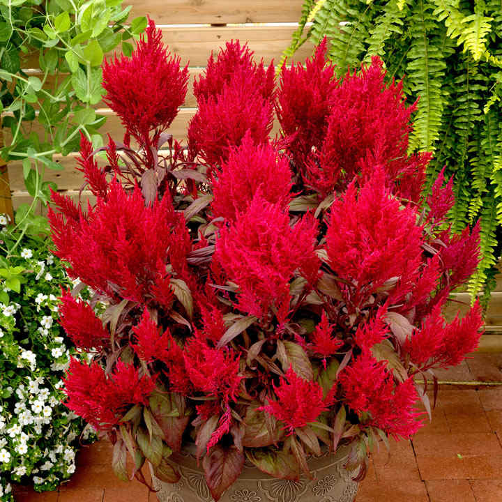 Celosia Dragons Breath 10 Dobies