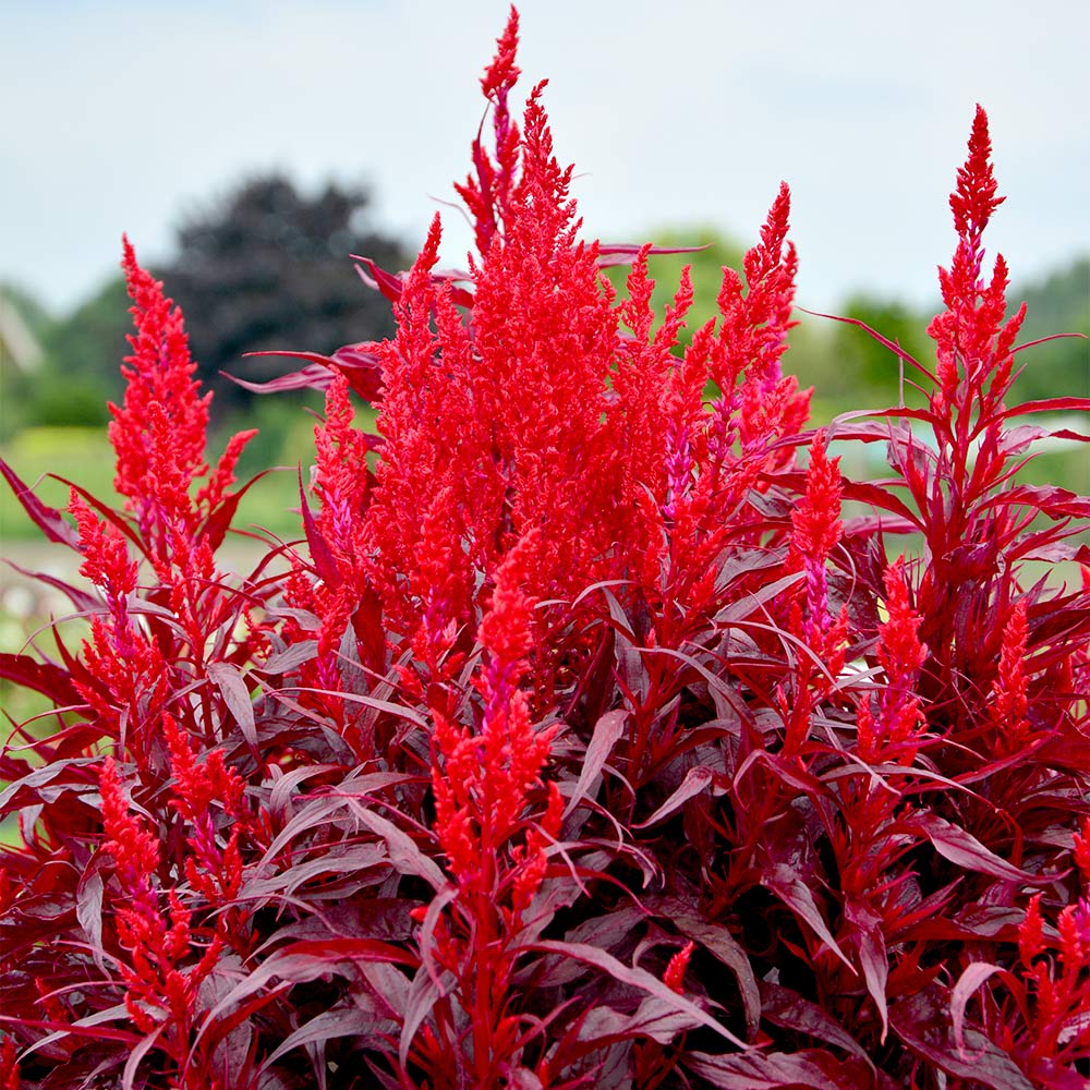 Celosia Dragons Breath 10 Dobies