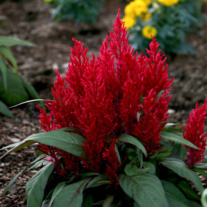Celosia Dragons Breath 10 Dobies Celosia Dragons Breath 10 Dobies