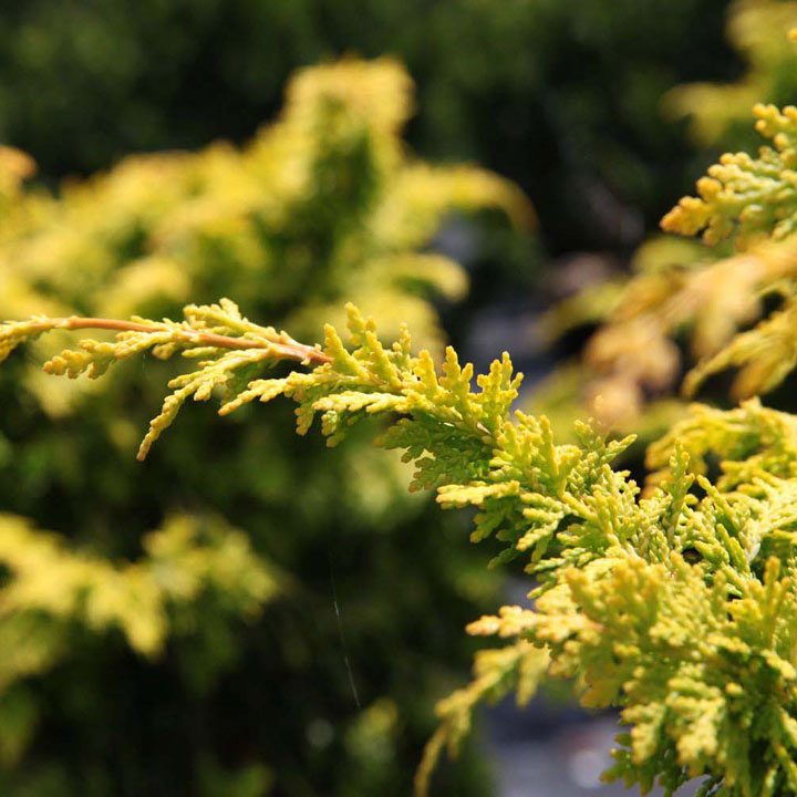 Chamaecyparis obtusa 'Fernspray Gold' image