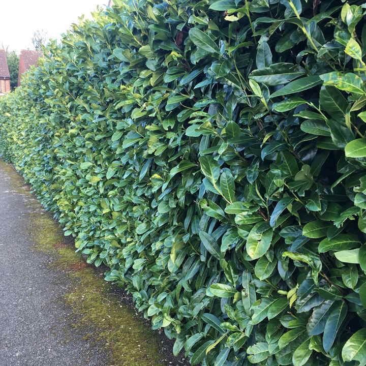 Prunus laurocerasus Rotundifolia (Cherry Laurel) image