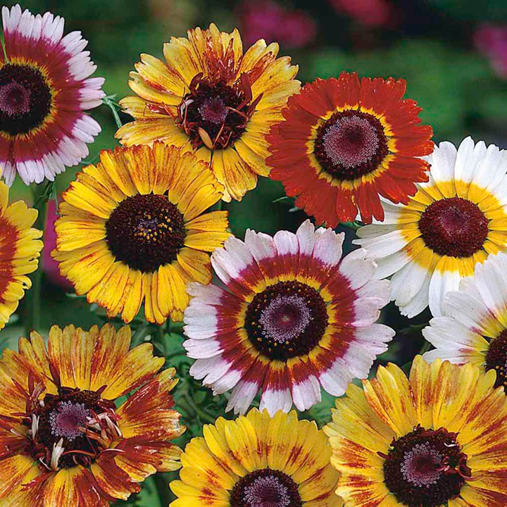 Chrysanthemum Dobies rainbow Mixed image