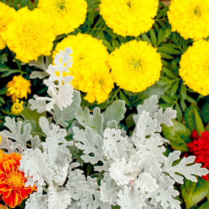 Cineraria Seeds - Maritima Dwarf Silver image