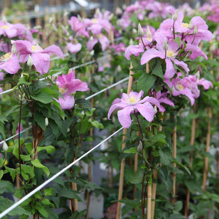 Clematis 'Comtesse de Bouchaud' image