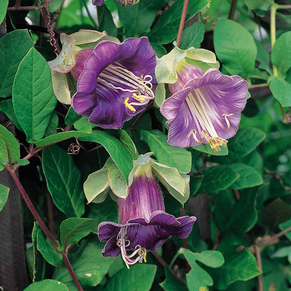 Cobaea scandens - Seeds image