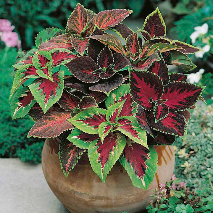 Coleus 'Dobies Rainbow Strain' - Seeds image