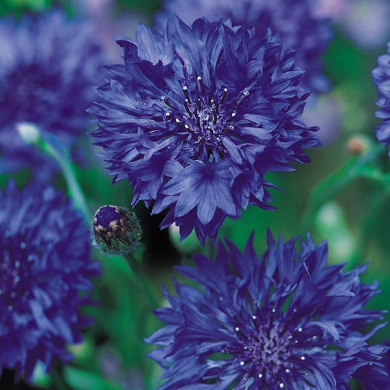 Cornflower Seeds - Blue Diadem image