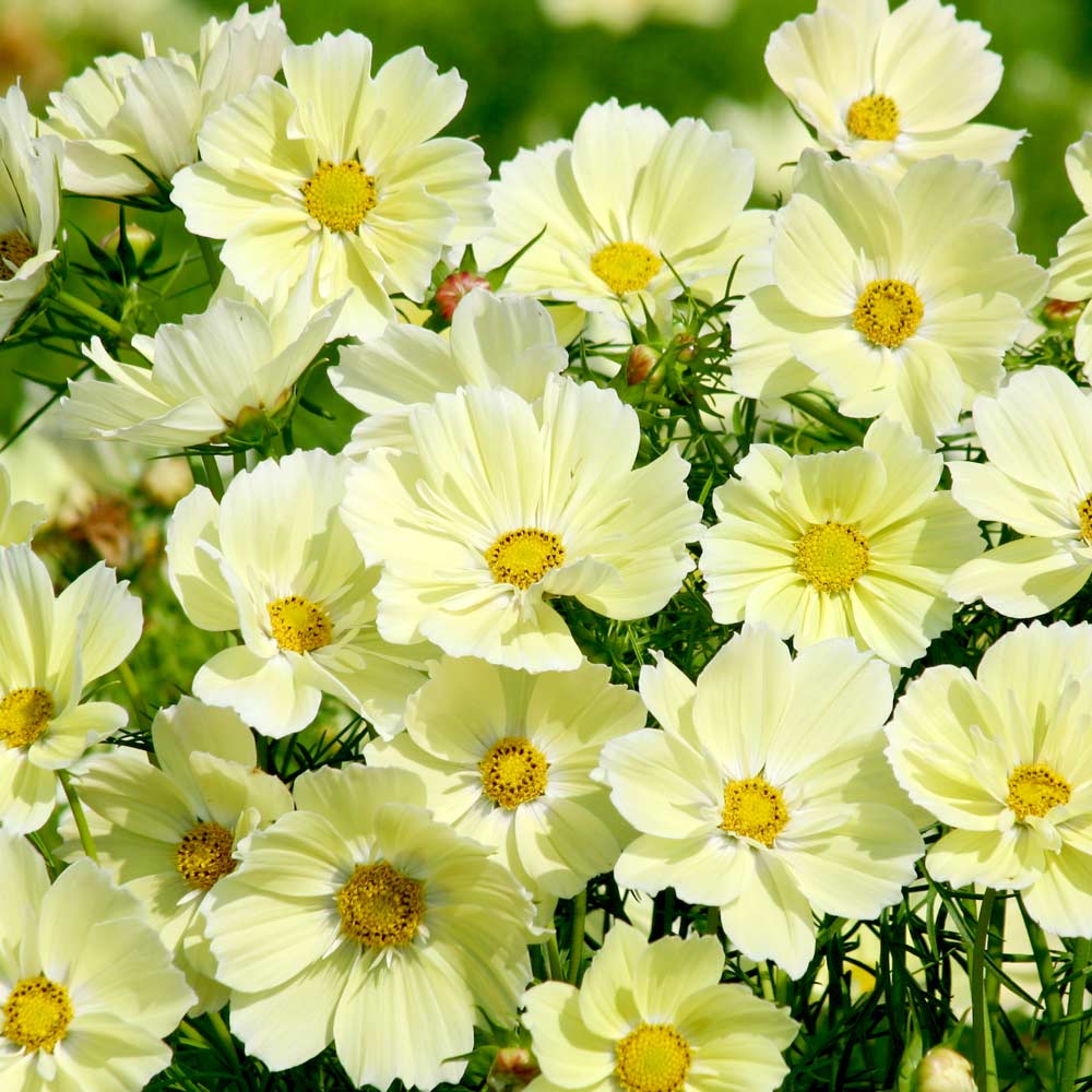 Cosmos Seeds - Xanthos at Dobies
