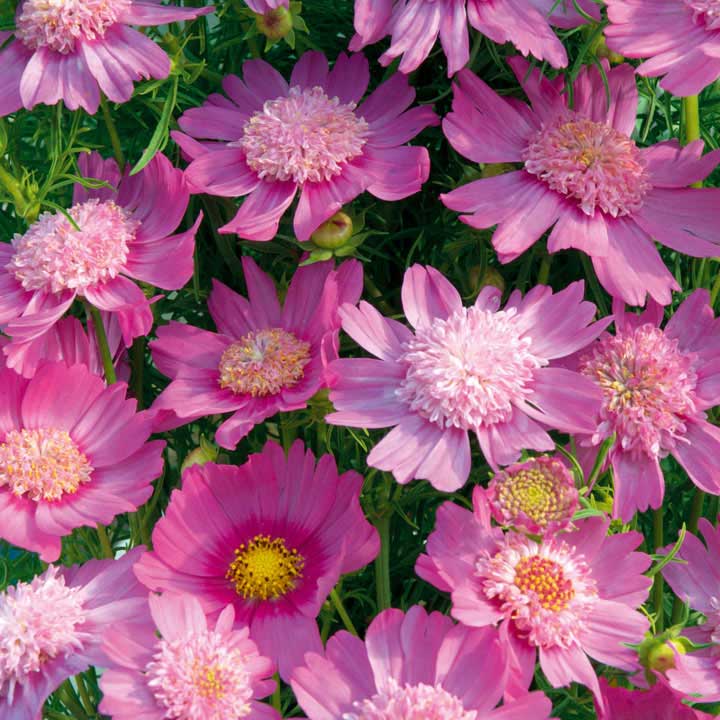 Cosmos Seeds - Pink Popsocks image